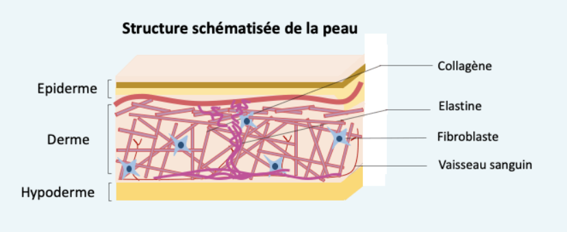 Structure peau mature